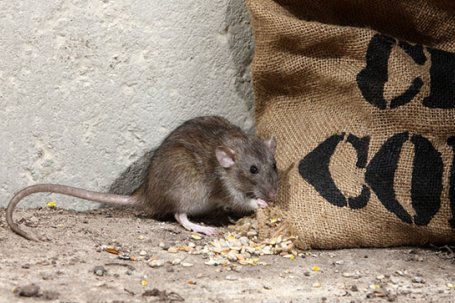 A biológiai patkányirtás a környezetet is kíméli